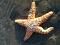 Maine Starfish's Avatar